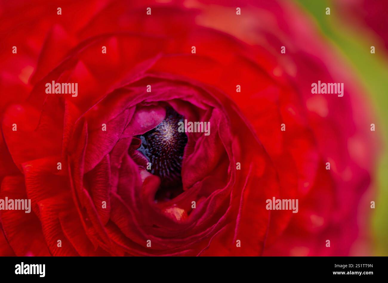 Bella tazza rossa persiana nel giardino estivo per la decorazione sul tavolo Foto Stock