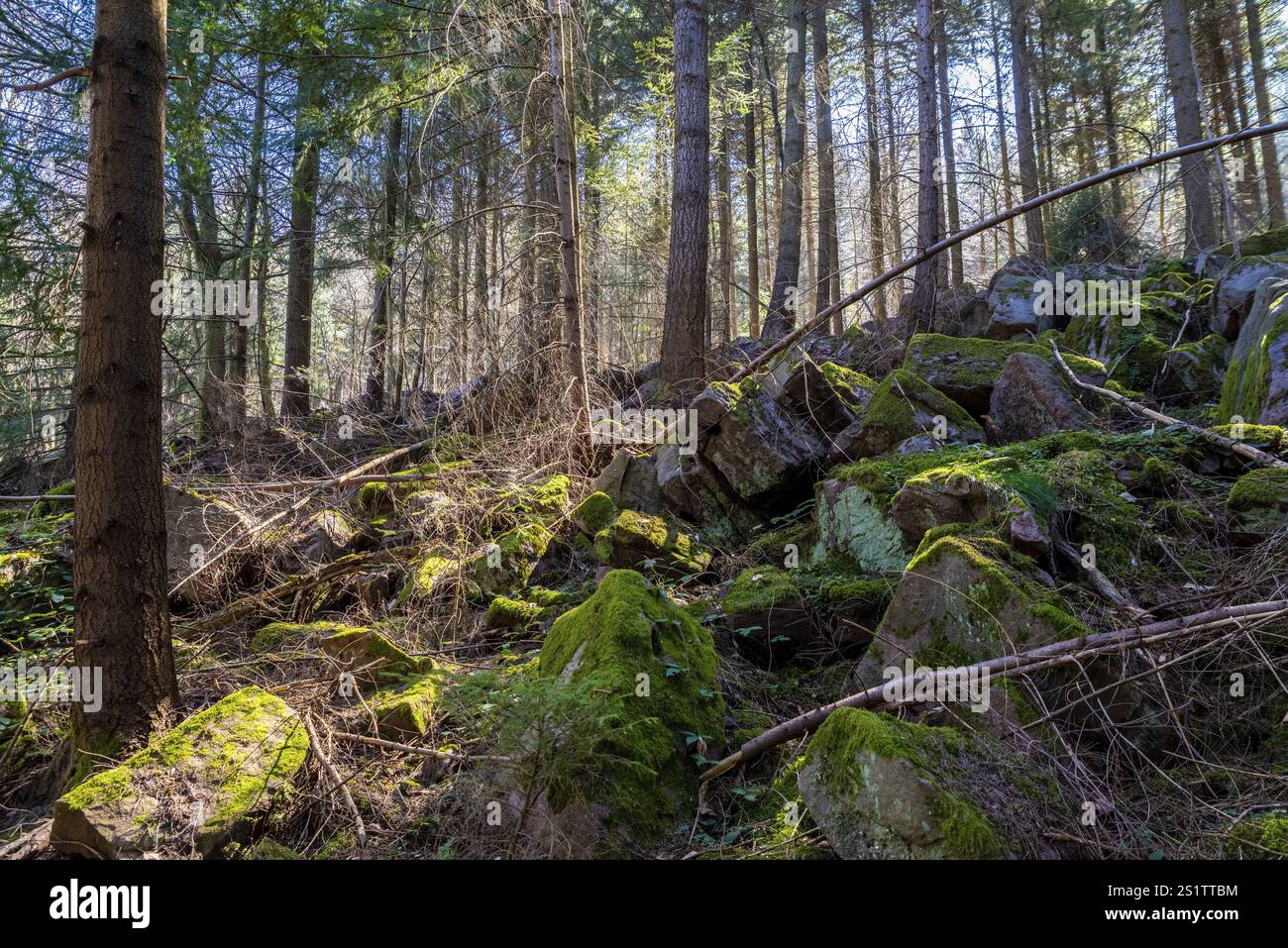 Mare di rocce nella foresta vicino a Heidelberg con grandi massi coperti di muschio nel mezzo di un'alta foresta di abeti rossi. Mare di pietre nel forrest o Foto Stock