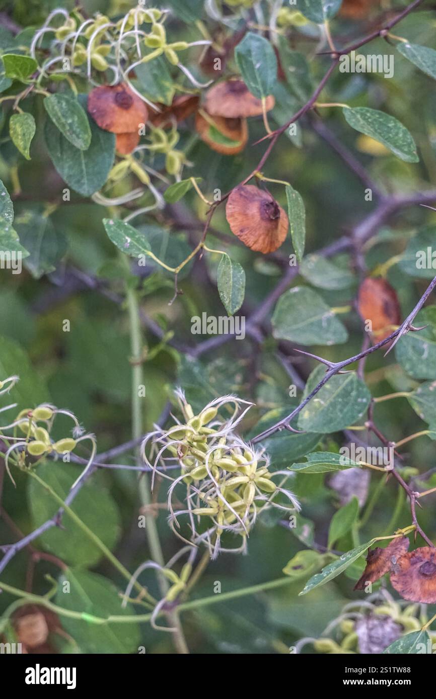 Bella impressione sull'isola di Dugi Otok in Croazia in estate. Una popolare località turistica sul Mediterraneo. Bella impressione sull'isola Foto Stock