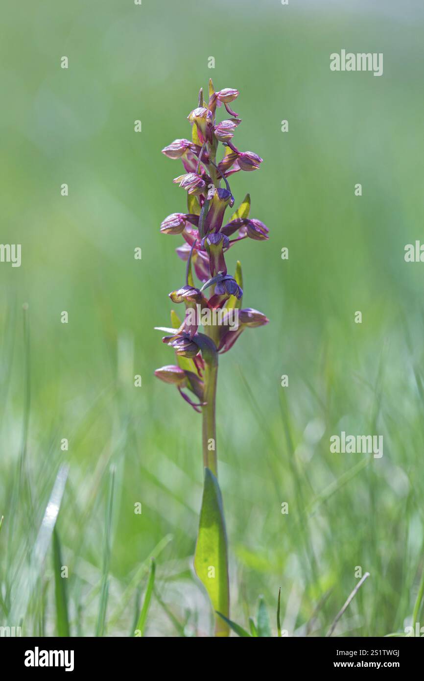 Orchidea rana, Coeloglossum viride Foto Stock