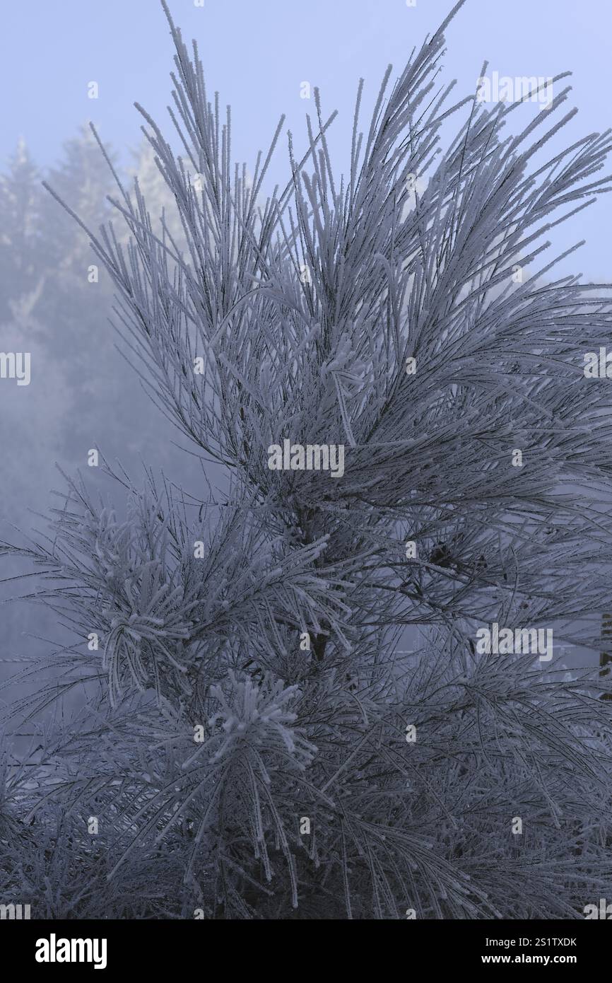 Rami di pino ghiacciato contro un cielo invernale limpido nella foresta Foto Stock