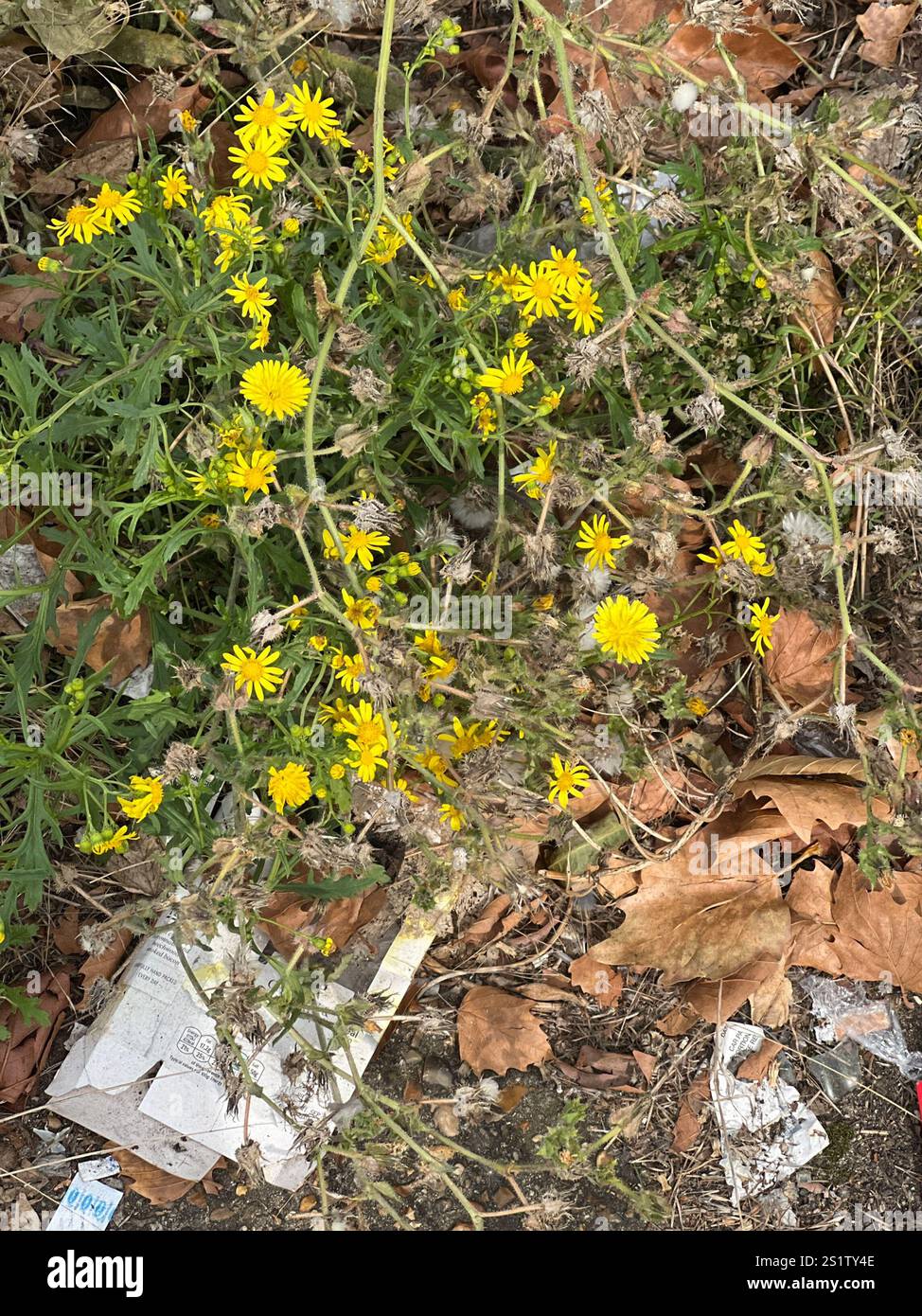 Oxford erba tossica (Senecio squalidus) Foto Stock