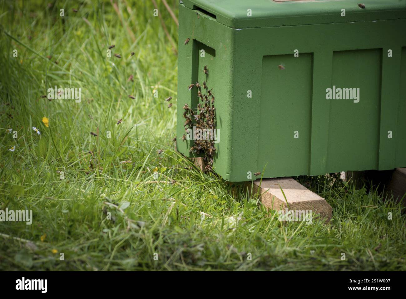Uno sciame di api fuggite ha formato un ammasso in un melo ed è stato riconquistato da un apicoltore. Hanno trovato una nuova casa in un alveare. Un alveare di miele b Foto Stock