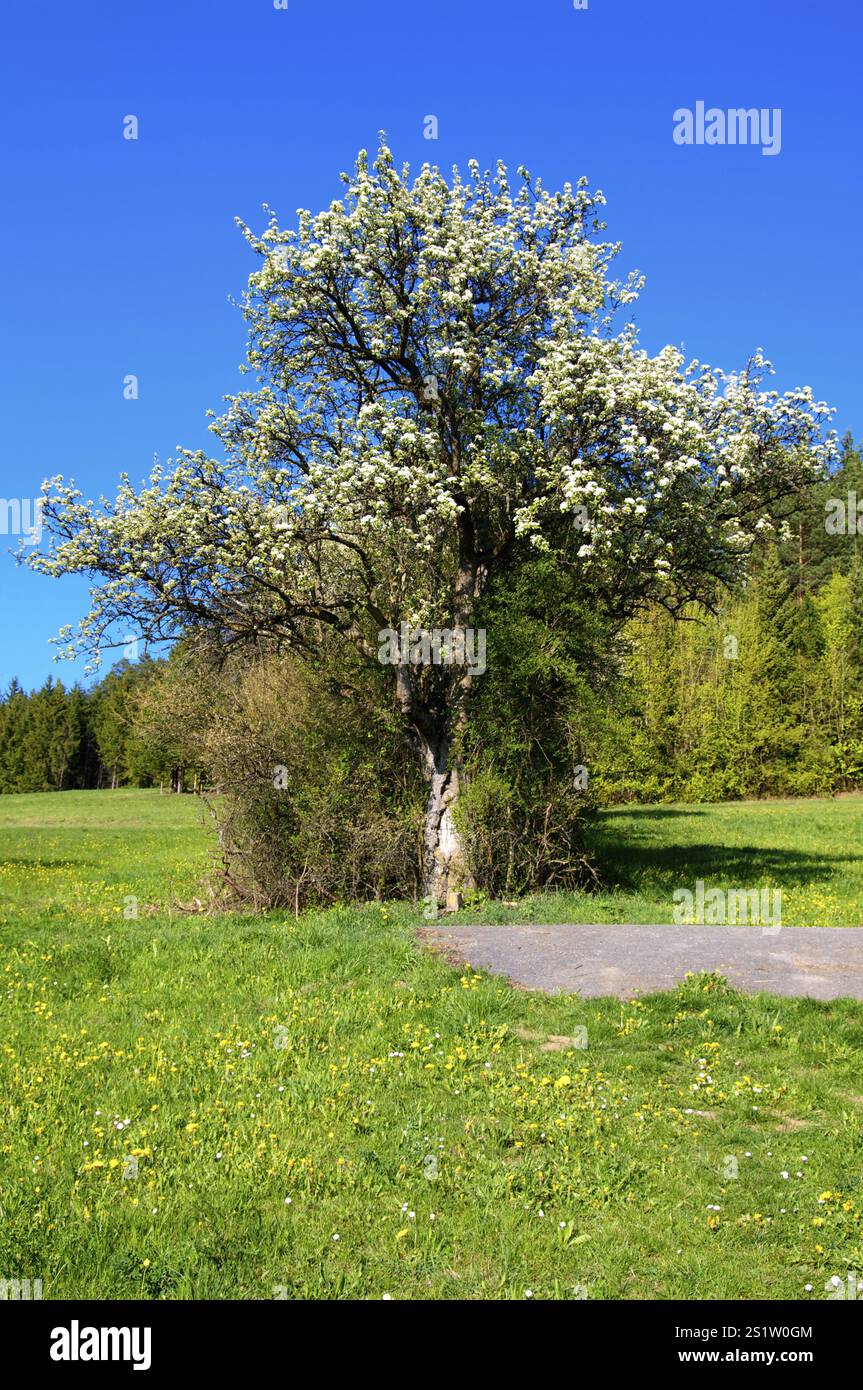 Alberi in primavera nella Foresta Nera settentrionale Foto Stock