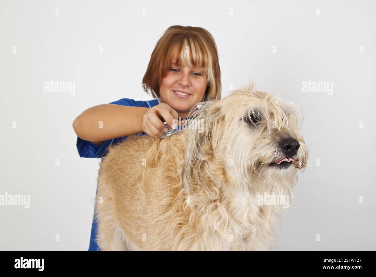 Giovane veterinario con un cane su sfondo chiaro Foto Stock