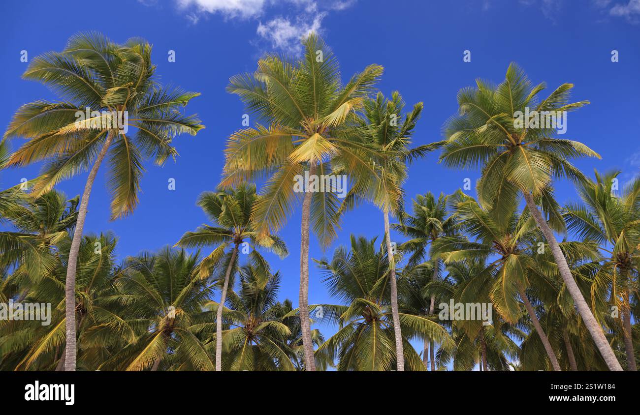 Palme con sfondo blu del cielo, isola di Saona, Repubblica Dominicana Foto Stock