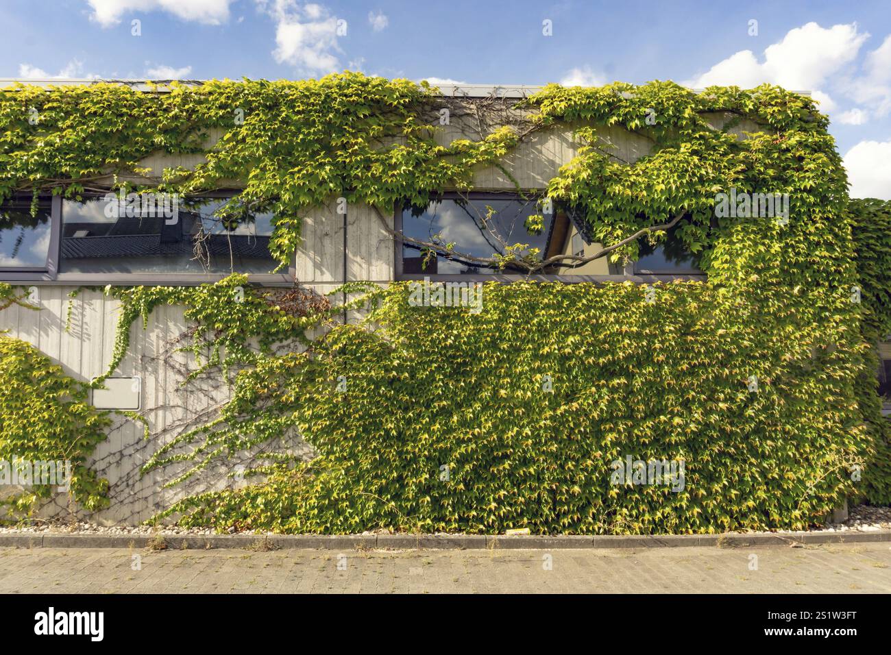 Breites Gebaeude, dessen eine Seite fast vollstaendig von gruenen Ranken bedeckt ist, vor einem offenen Grundstueck und blauem Himmel mit bauschigen W. Foto Stock