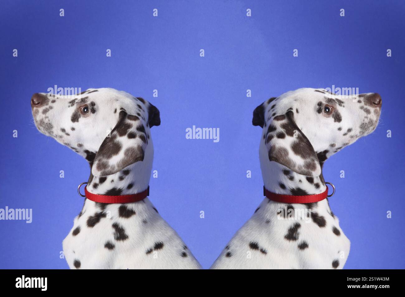 Cucciolo dalmata su sfondo blu Foto Stock