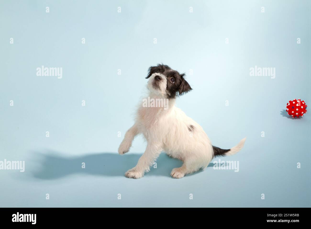 Parson Jack Russell cucciolo Terrier in studio Foto Stock