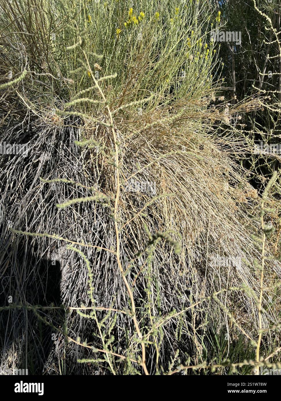 Fivehorn smotherweed (Bassia hyssopifolia) Foto Stock