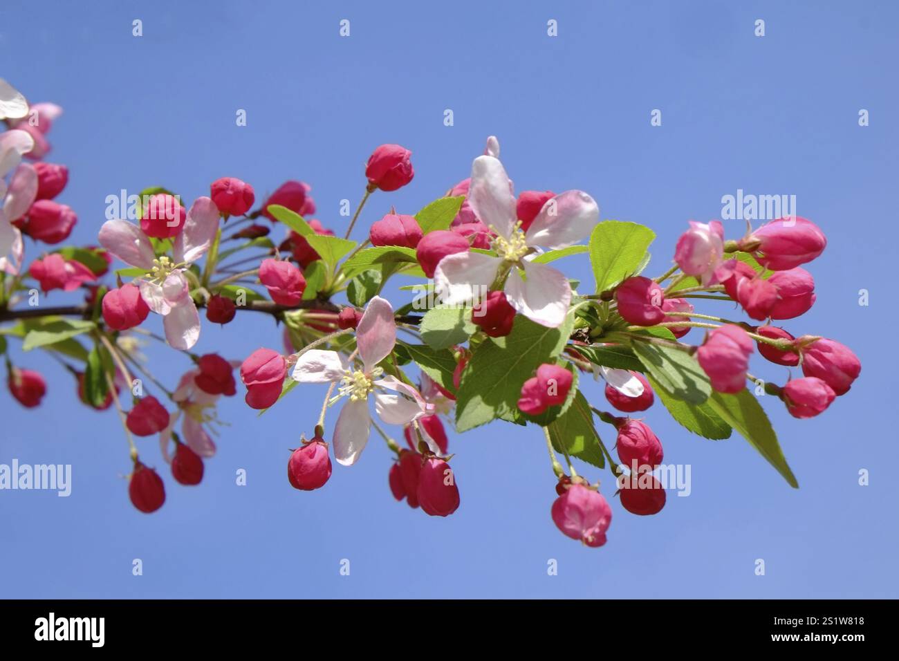 Ramo con gemme rosa di una ciliegia giapponese di fronte a un cielo blu senza nuvole. Formato orizzontale. Ramificazione con gemme rosa di una ciliegia giapponese di fronte Foto Stock
