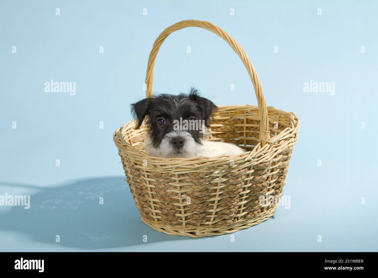 Parson Jack Russell cucciolo Terrier in studio Foto Stock