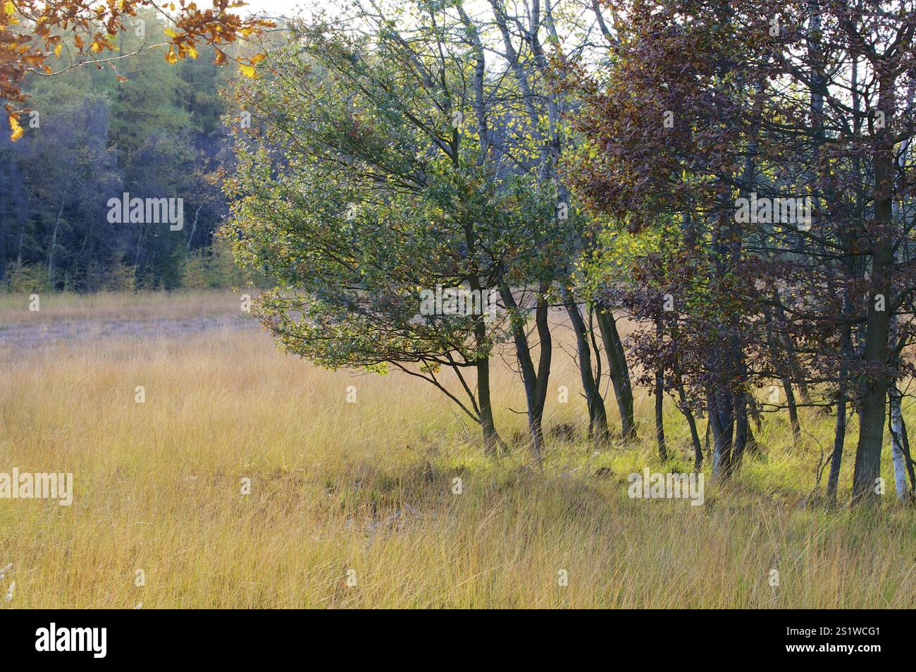 Scatti della natura nella brughiera di Diepholz Foto Stock