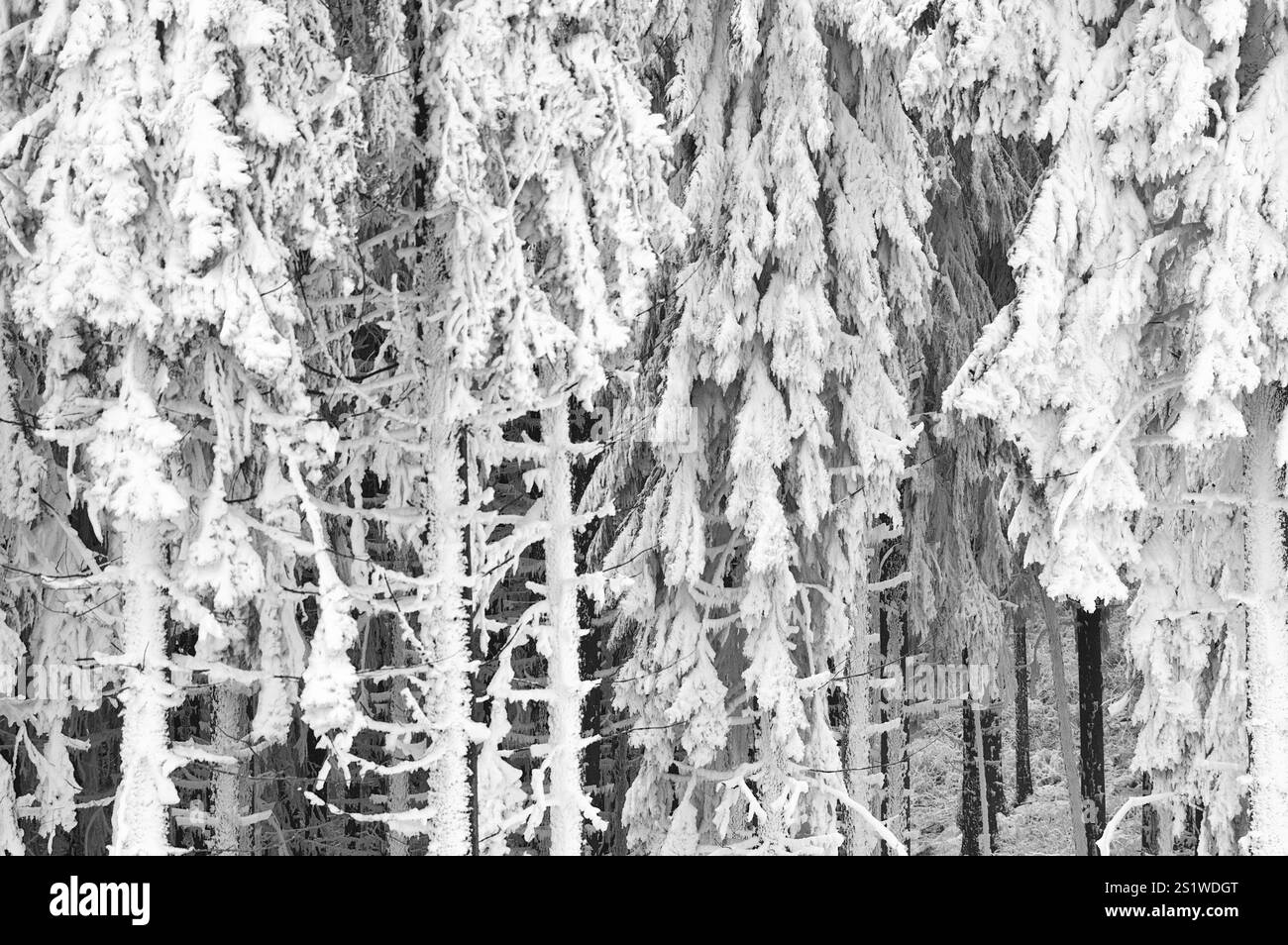 Impressioni invernali nel Sauerland Foto Stock