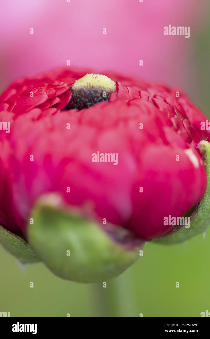 ranunculus rosa in primavera Foto Stock