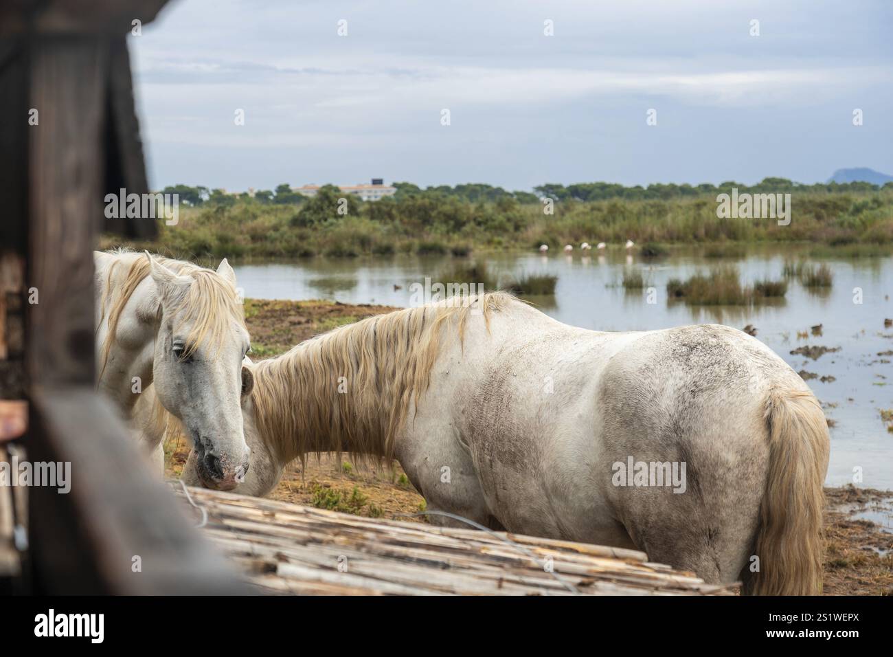 Due cavalli bianchi che pascolano pacificamente sull'acqua nel parco naturale di S'albufera, maiorca, con uccelli sullo sfondo Foto Stock