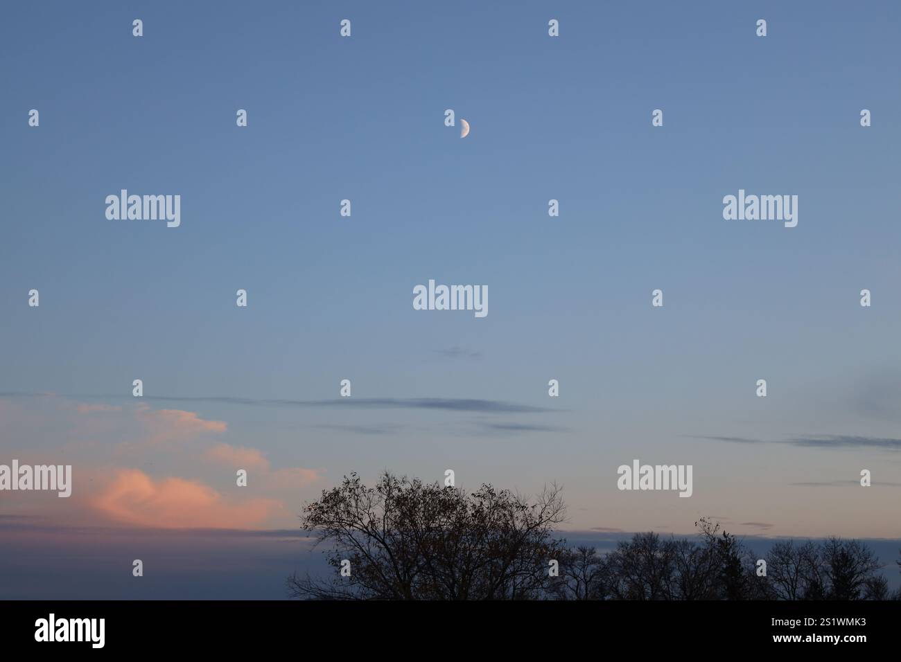 primo quarto di luna contro il cielo blu sopra gli alberi Foto Stock