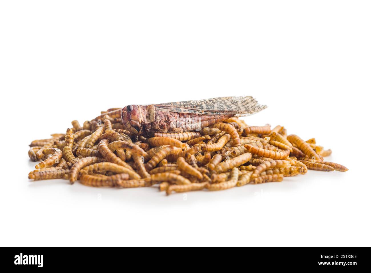 Vermi salati secchi. Vermi arrostiti e cavalletta isolati su sfondo bianco. Foto Stock