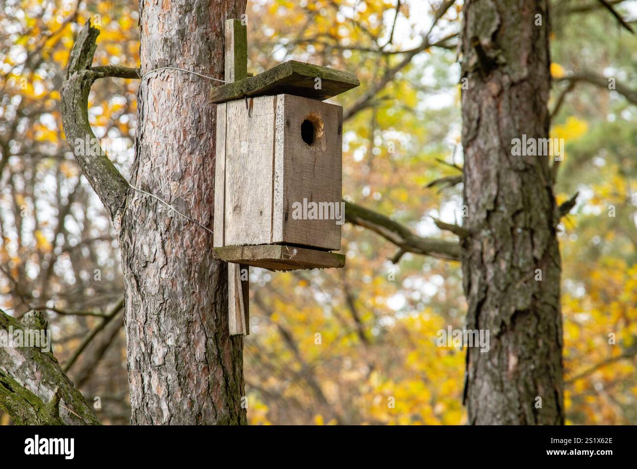 Una casa per uccelli di legno su un albero in una foresta autunnale. Il concetto di nidificazione degli uccelli e habitat naturale Foto Stock