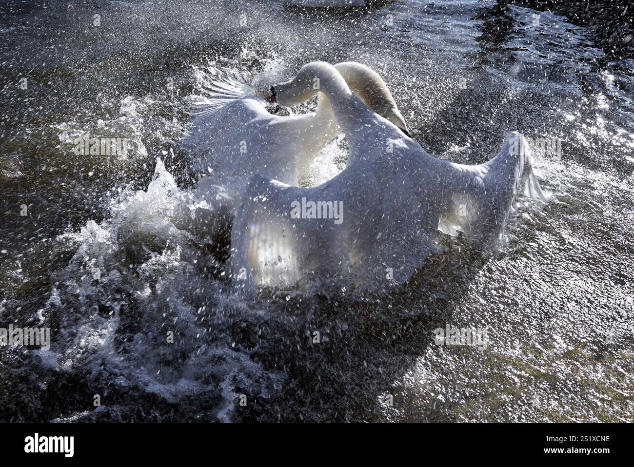 Cigni che combattono, cigni combattono, Cygnus olor Foto Stock