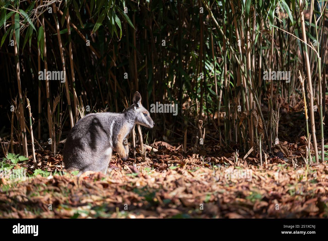 Il wallaby di roccia dai piedi gialli - Petrogale xanthopus (wallaby di roccia dalla coda ad anello), animale della famiglia Macropodidae. Foto Stock