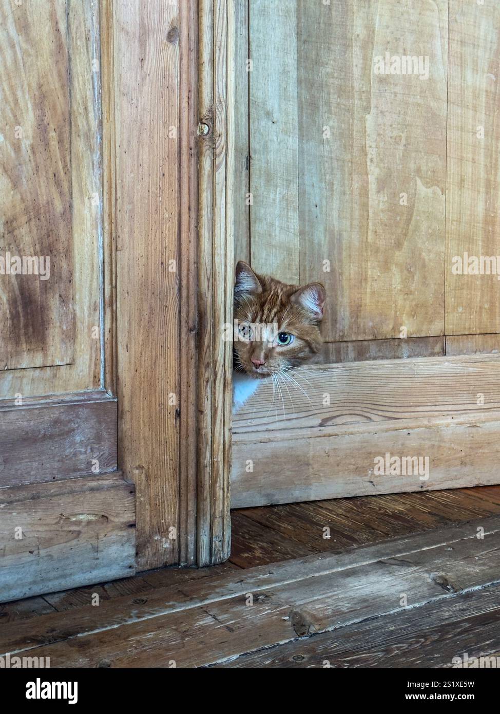Curioso gatto dello zenzero sta sbirciando da dietro una vecchia porta di legno Foto Stock