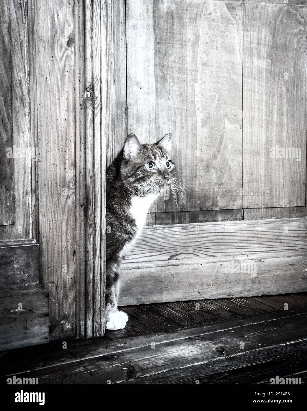 Il gatto curioso sta sbirciando da dietro una vecchia porta, guardando in alto con gli occhi larghi Foto Stock
