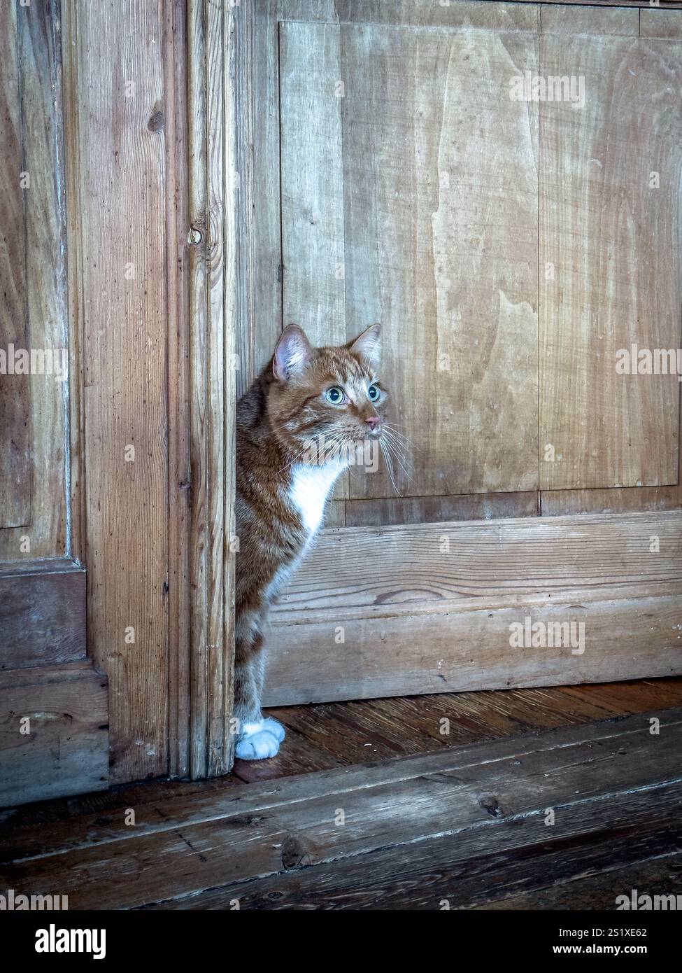 Curioso gatto dello zenzero sta sbirciando da dietro una vecchia porta di legno Foto Stock