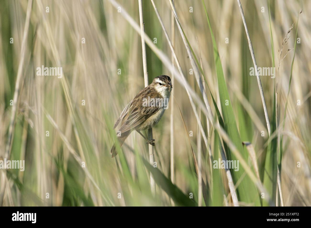 Sedge trillo Acrocephalus schoenobaenus con cibo per giovani Foto Stock