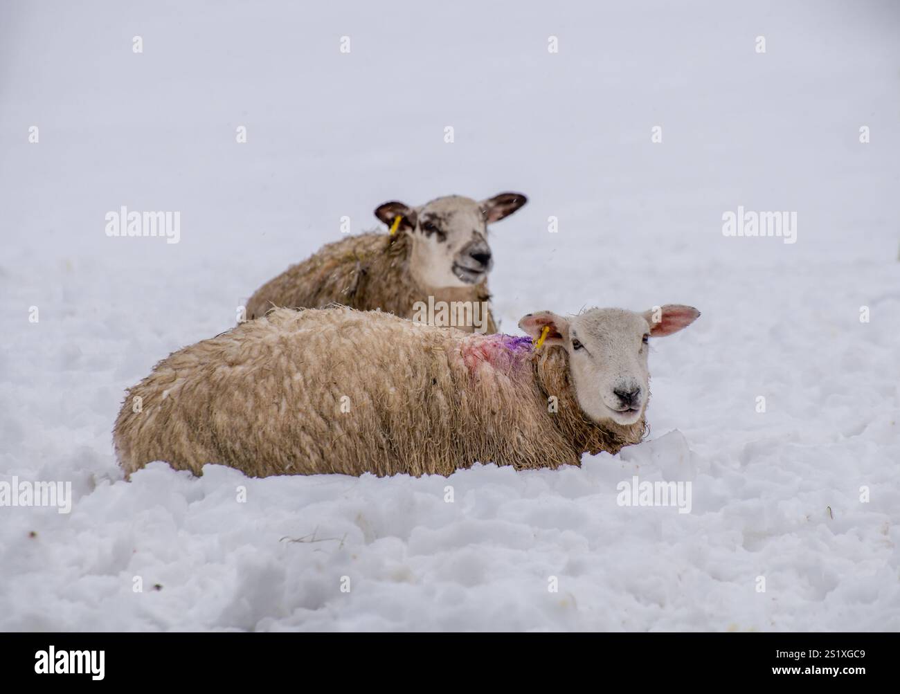 Chipping, Preston, Lancashire, Regno Unito. 5 gennaio 2025. Scene di neve da Chipping, vicino Preston, Lancashire, Regno Unito. Crediti: John Eveson/Alamy Live News Foto Stock