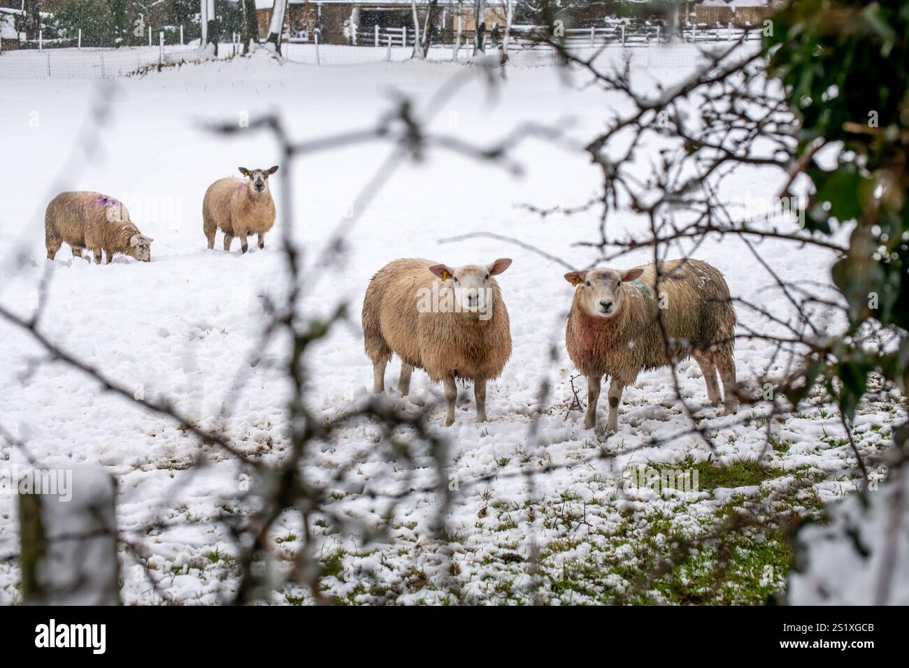 Chipping, Preston, Lancashire, Regno Unito. 5 gennaio 2025. Scene di neve da Chipping, vicino Preston, Lancashire, Regno Unito. Crediti: John Eveson/Alamy Live News Foto Stock