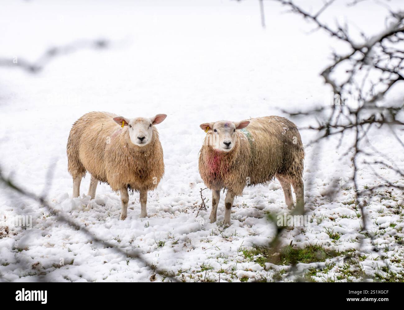 Chipping, Preston, Lancashire, Regno Unito. 5 gennaio 2025. Scene di neve da Chipping, vicino Preston, Lancashire, Regno Unito. Crediti: John Eveson/Alamy Live News Foto Stock