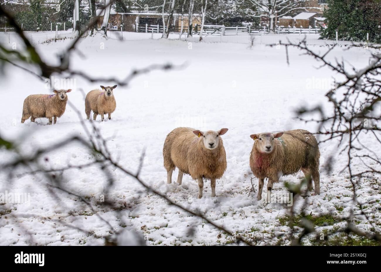 Chipping, Preston, Lancashire, Regno Unito. 5 gennaio 2025. Scene di neve da Chipping, vicino Preston, Lancashire, Regno Unito. Crediti: John Eveson/Alamy Live News Foto Stock