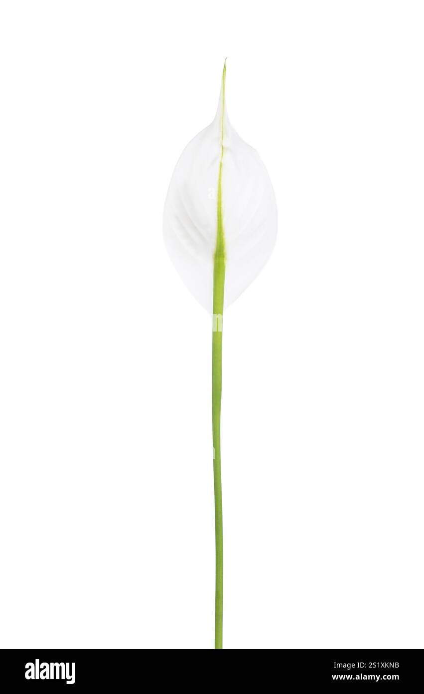 Lato posteriore del fiore di Spathiphyllum isolato su sfondo bianco. Foto Stock
