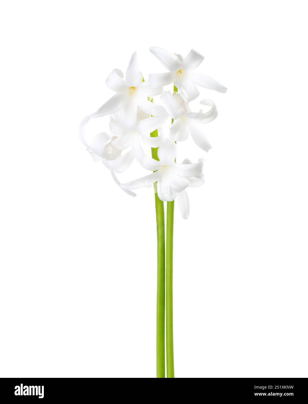 Due piccoli Hyacinthus orientalis con fiori bianchi isolati su sfondo bianco. Foto Stock