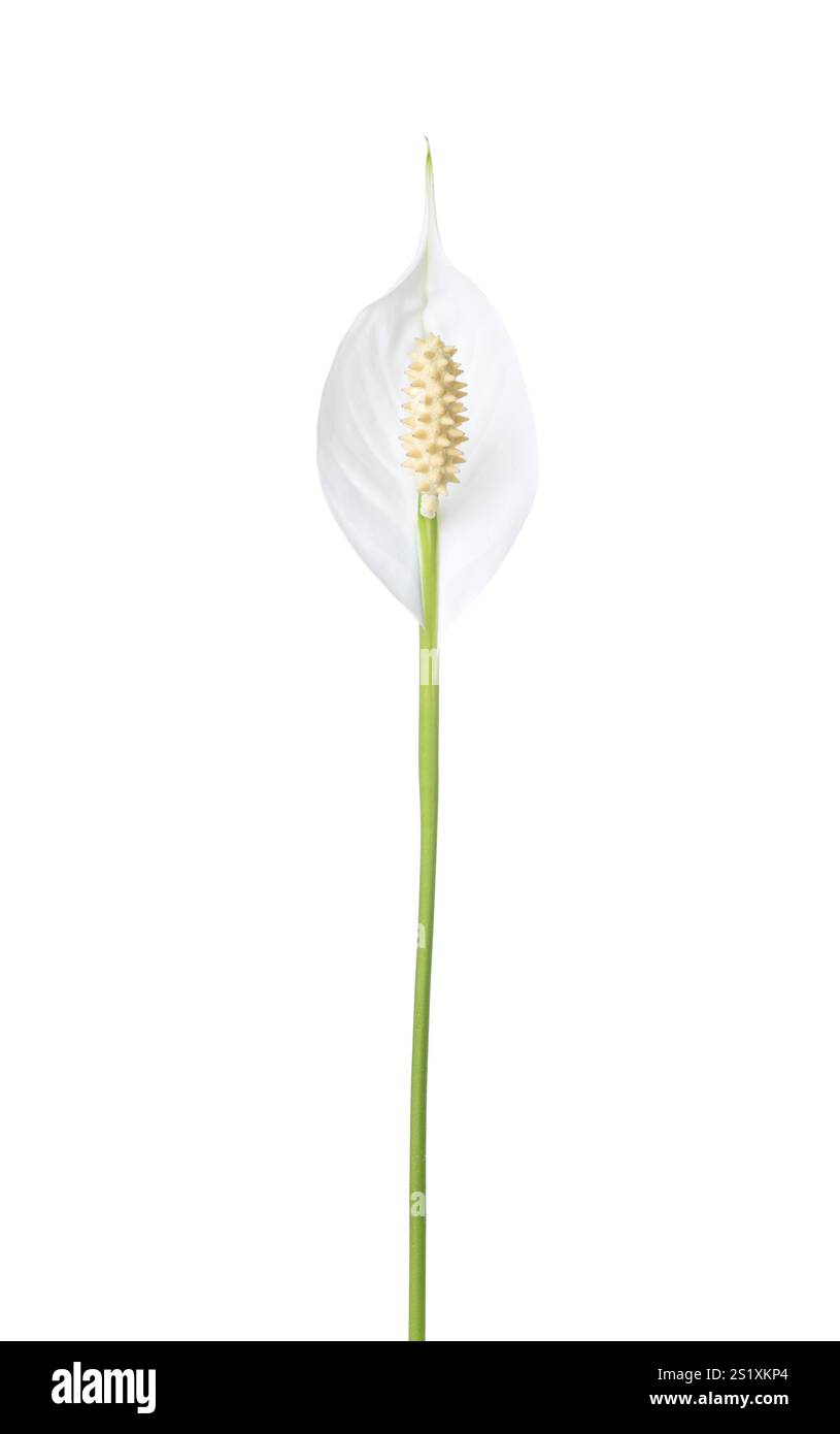 Fiore di giglio tranquillo isolato su sfondo bianco. Spathiphyllum Foto Stock