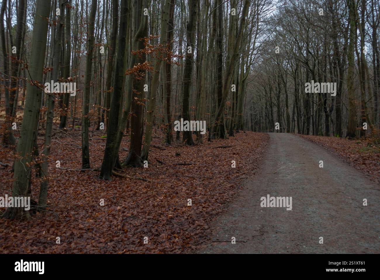 Ein breiter Weg im Nationalpark Jasmund bei Sassnitz auf der Ostseeinsel Rügen Landkreis Vorpommern-Rügen nel Meclemburgo-Vorpommern. *** Un ampio sentiero nel Parco Nazionale di Jasmund vicino a Sassnitz sull'isola del Mar Baltico di Rügen Contea di Vorpommern Rügen nel Meclemburgo-Vorpommern Foto Stock