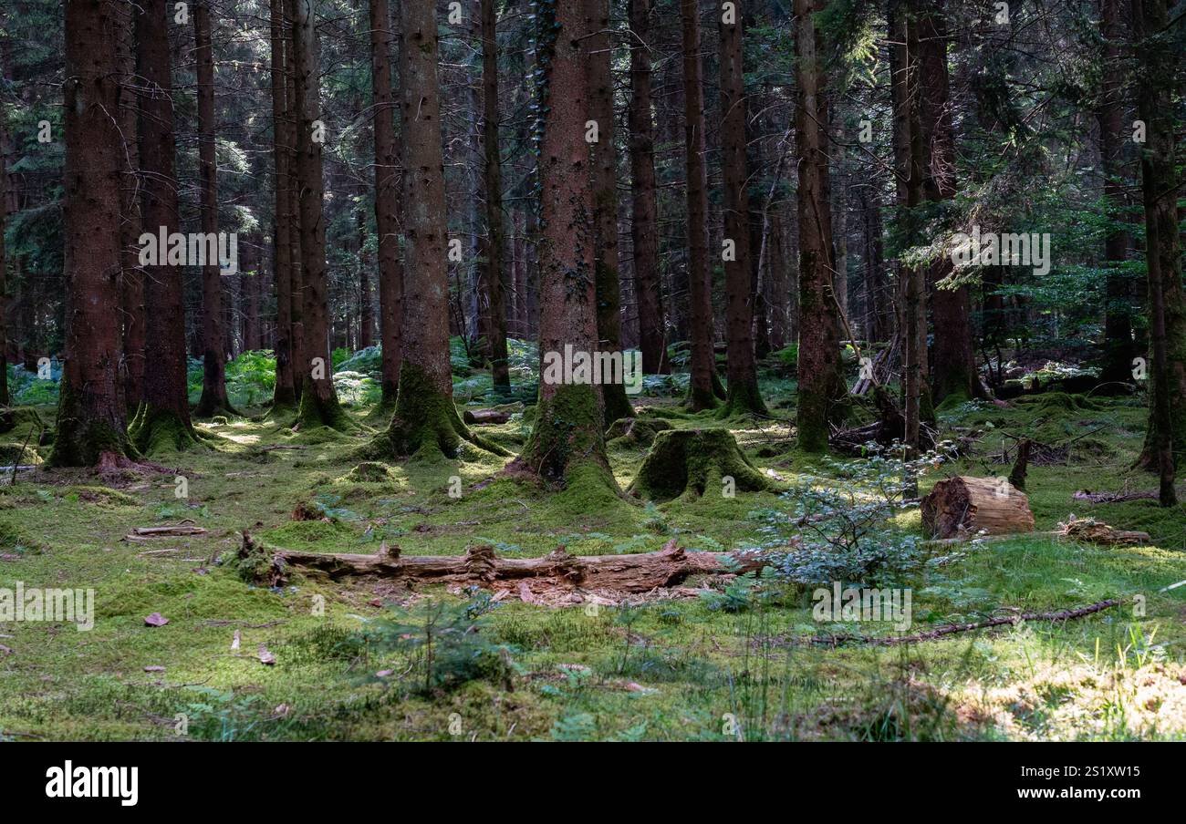Boschi di Mossy della Foresta di Dean Foto Stock