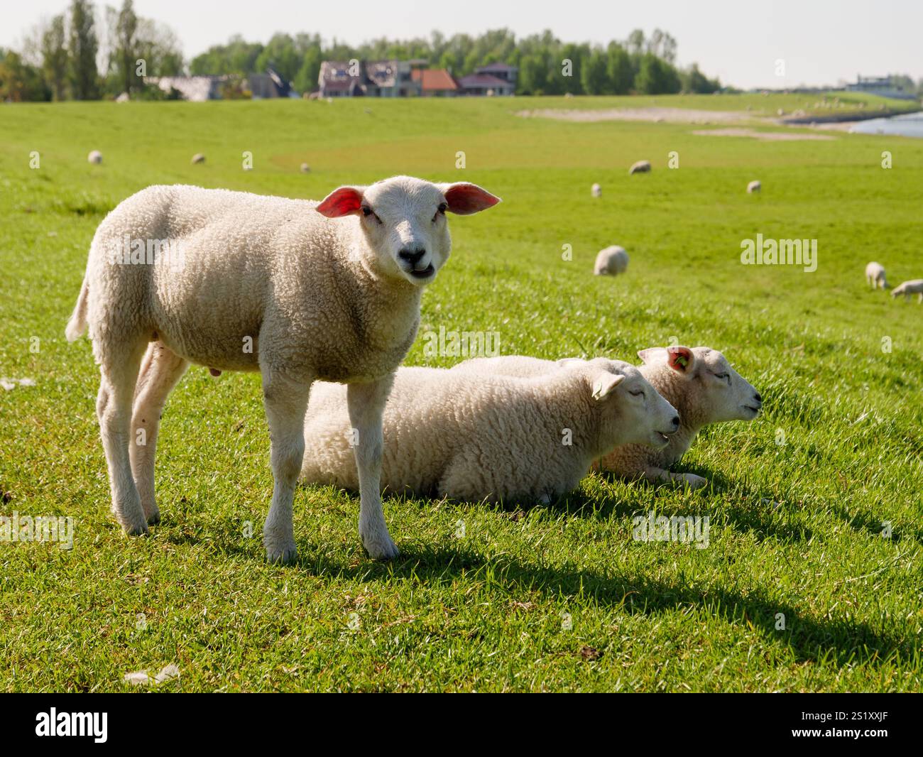 Agnello di pecora Texelaar in prato su diga con altre pecore sullo sfondo, Hindeloopen, Frisia, Paesi Bassi Foto Stock