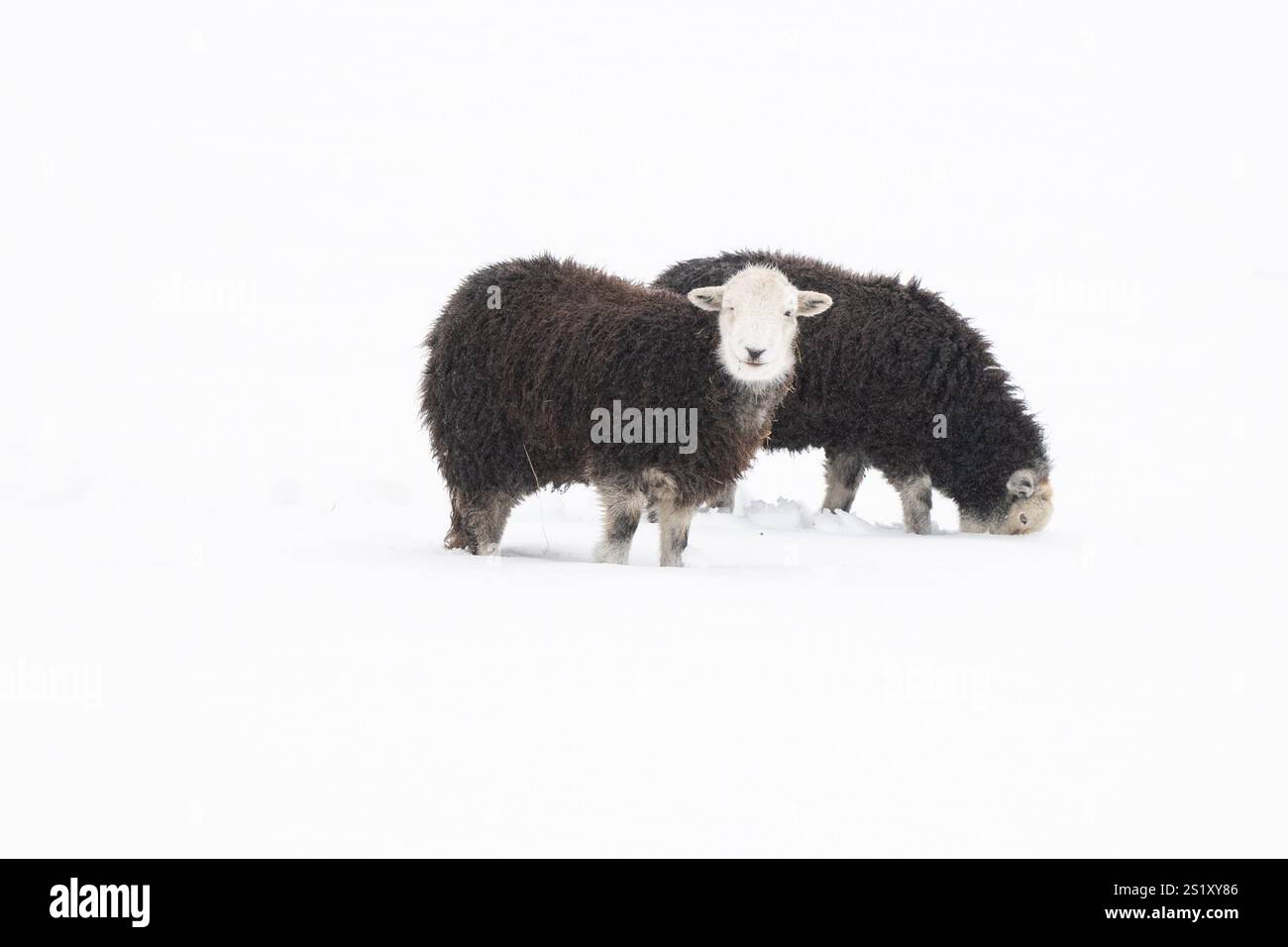 Burley a Wharfedale, Ilkley, West Yorkshire, Regno Unito. 5 gennaio 2025. Meteo nel Regno Unito - la neve pesante ha coperto Burley a Wharfedale, Ilkley, West Yorkshire. Nella foto - pecore che scavano per raggiungere l'erba credito: Kay Roxby/Alamy Live News Foto Stock