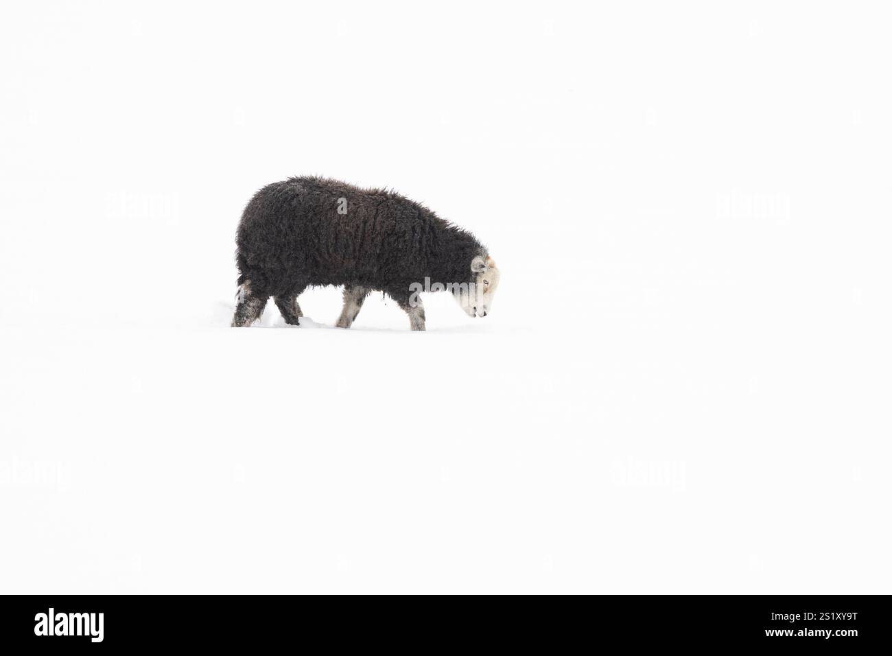Burley a Wharfedale, Ilkley, West Yorkshire, Regno Unito. 5 gennaio 2025. Meteo nel Regno Unito - la neve pesante ha coperto Burley a Wharfedale, Ilkley, West Yorkshire. Nella foto - pecore di Herdwick che scavano per raggiungere l'erba credito: Kay Roxby/Alamy Live News Foto Stock