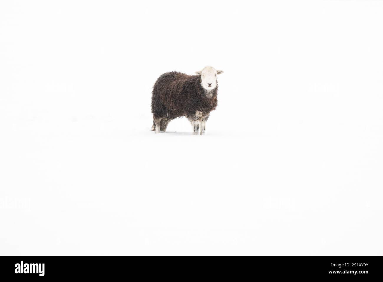 Burley a Wharfedale, Ilkley, West Yorkshire, Regno Unito. 5 gennaio 2025. Meteo nel Regno Unito - la neve pesante ha coperto Burley a Wharfedale, Ilkley, West Yorkshire. Nella foto - pecore di Herdwick che scavano per raggiungere l'erba credito: Kay Roxby/Alamy Live News Foto Stock
