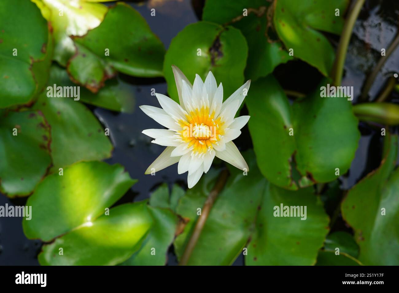 Loto bianco o fiore di giglio con foglie verdi da vicino. Nymphaea lotus a Pondicherry, India. Foto Stock