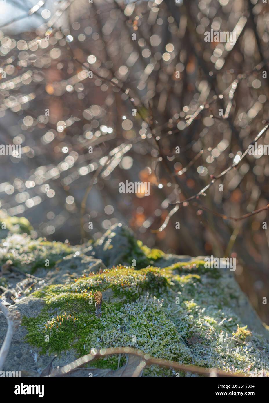 Un mondo in miniatura di muschio e pietra, dove un delicato muschio verde si aggrappa a una roccia intemprata, con rami sfocati che creano uno sfondo morbido. Foto Stock