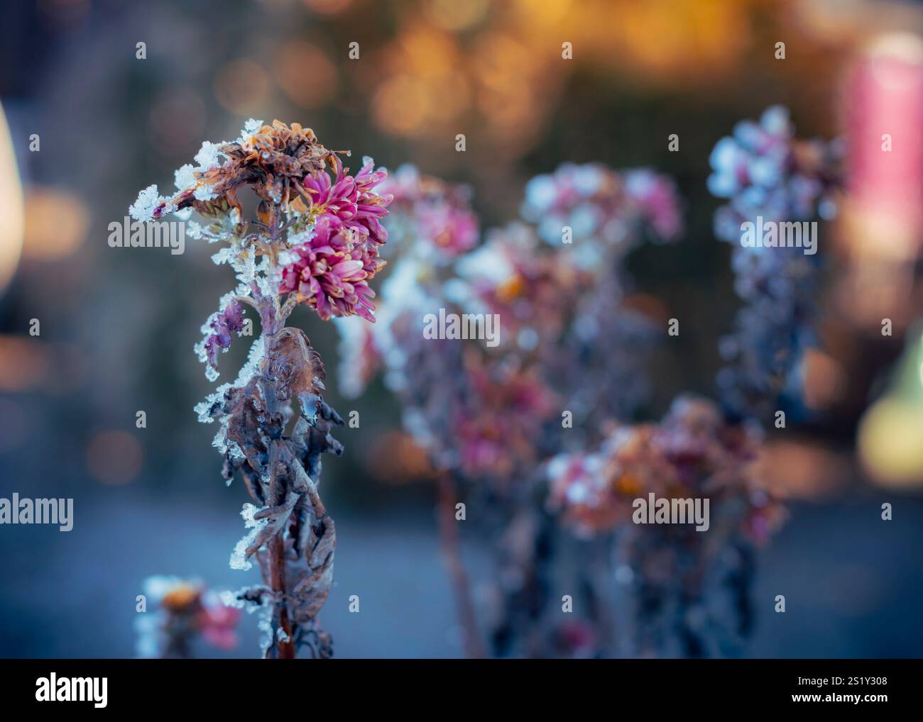 Un primo piano di fiori ricoperti di gelo, che mostrano i dettagli intricati del tocco ghiacciato della natura sui delicati petali nella stagione fredda. Foto Stock