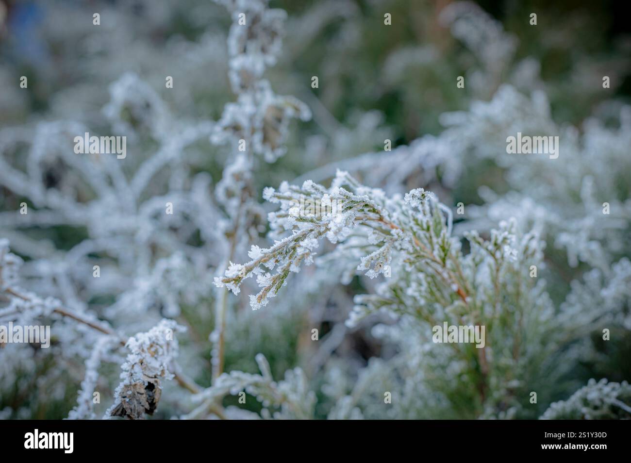 Il delicato tocco del gelo invernale adorna i rami sempreverdi delle conifere, creando un meraviglioso paradiso invernale. Foto Stock