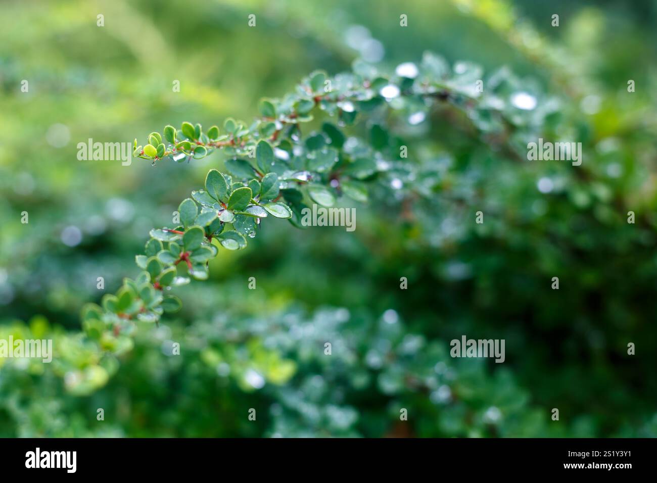Primo piano di un ramo orizzontale di cotoneaster cotoneaster Cotoneaster orizzontalis con piccole foglie verdi e gocce d'acqua su uno sfondo naturale sfocato. Foto Stock