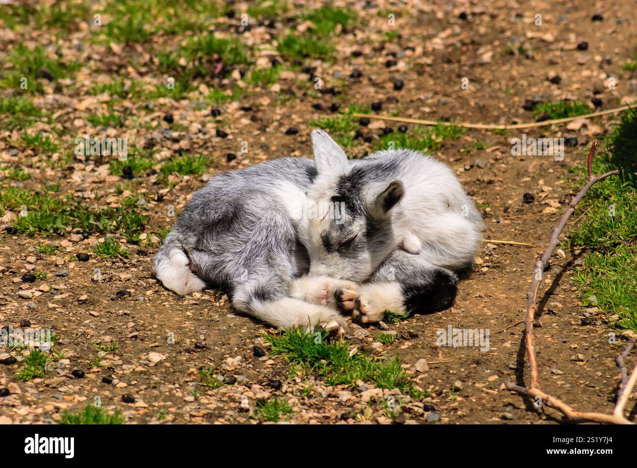 Una capra sta dormendo per terra. La capra è bianca e grigia. L'erba è verde e il terreno è marrone Foto Stock