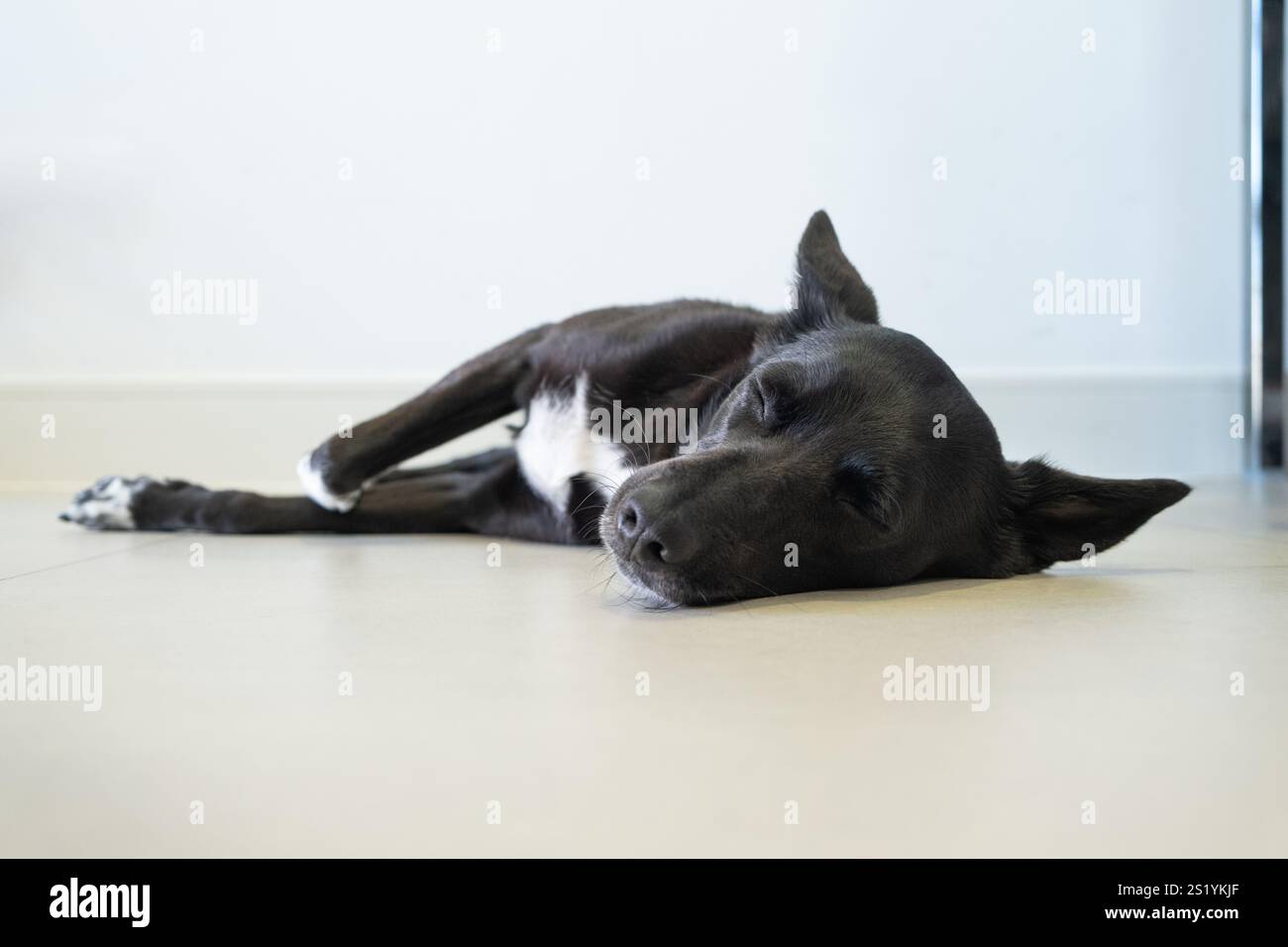 Foto a livello del pavimento di Un cane di medie dimensioni dorme rilassato sul pavimento della cucina di casa sua. È nero con un petto bianco ed è di razza mista. T Foto Stock