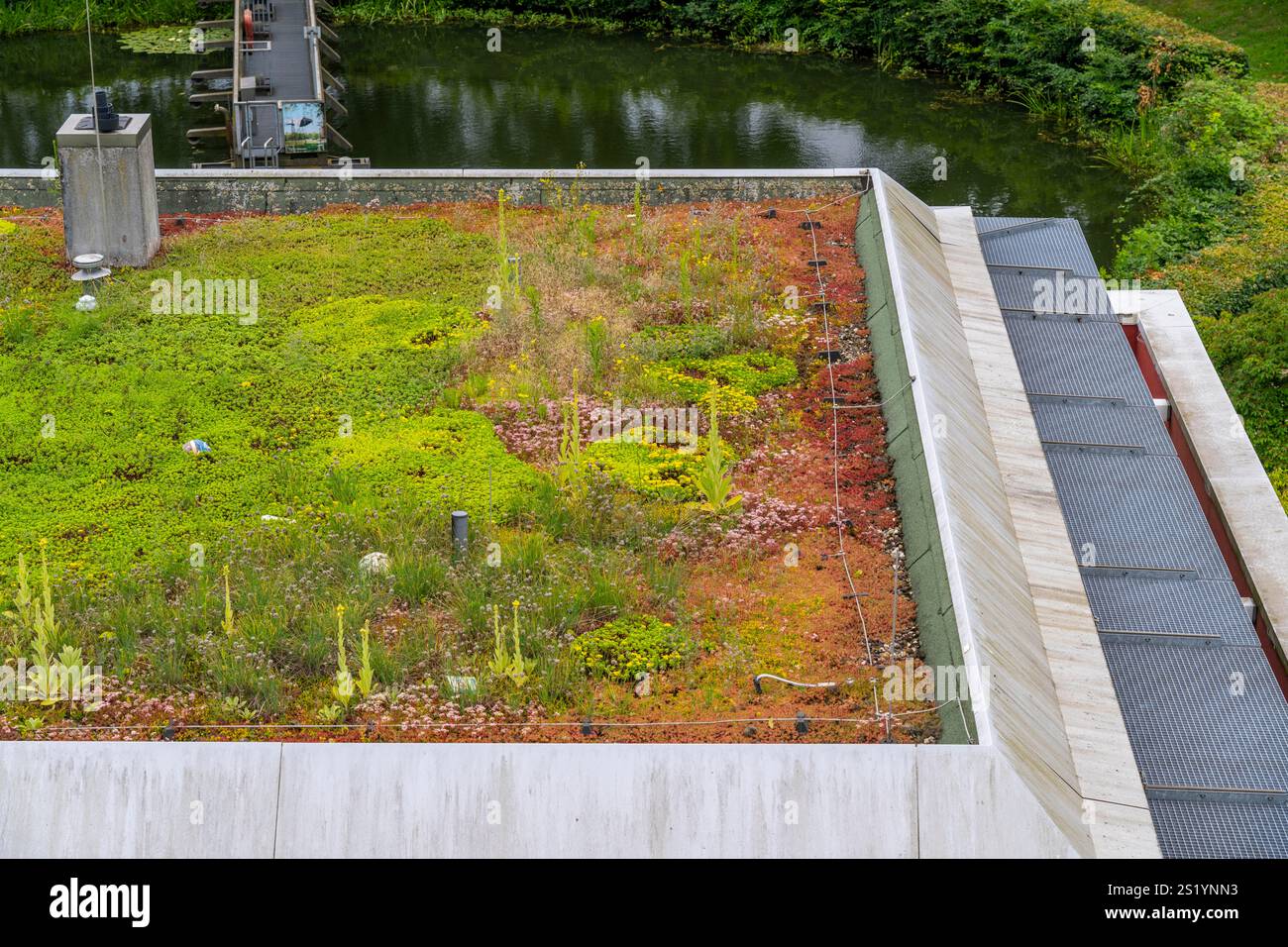 Tetto verde di un edificio tecnico, con una varietà di piante, erbe e fiori che crescono sul tetto piano, Emscher Klärpark, ex Läppkes Mühlenbac Foto Stock